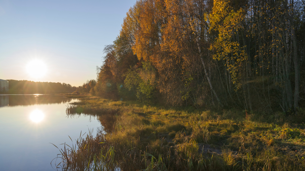 Träd vid en älvskant