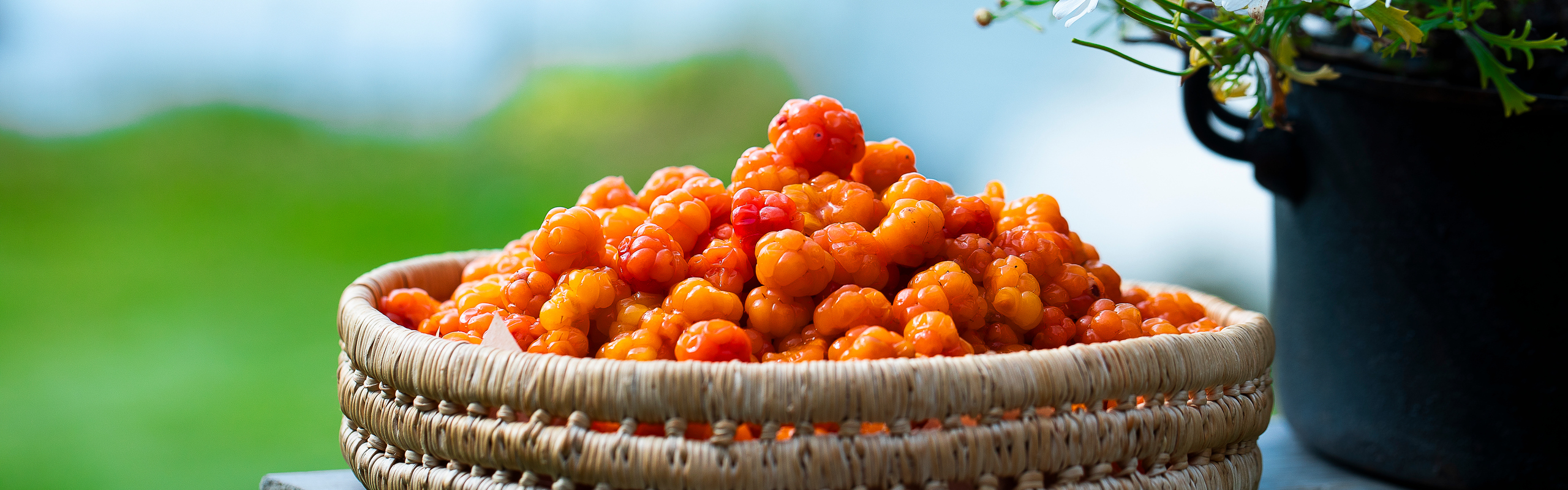 En korg med hjortron på en träbänk. Till höger om hjortronen står en mörkblå kruka med vita blommor i.