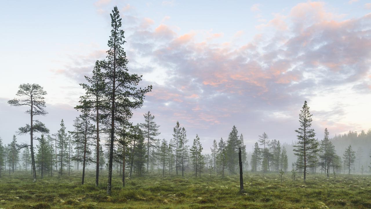 Landskap som visar en myr, barrträd och en blårosa himmel.