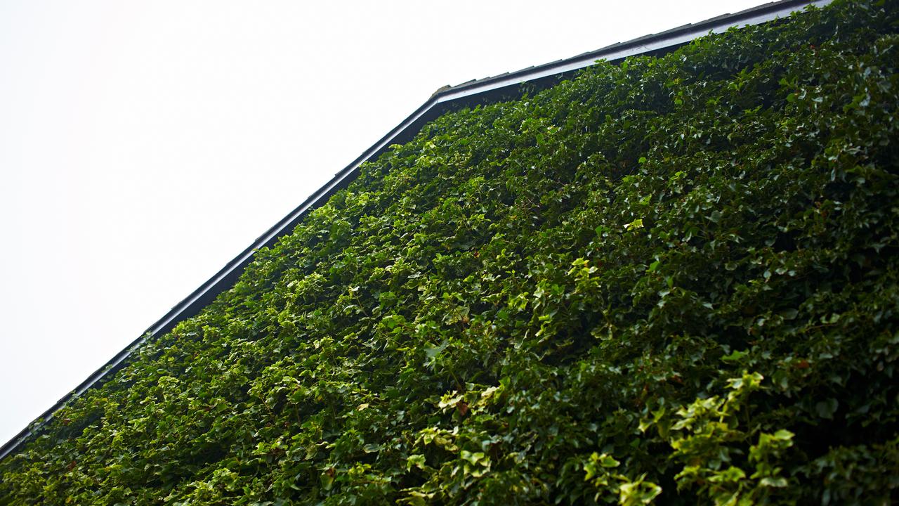 gröna växter på ett tak