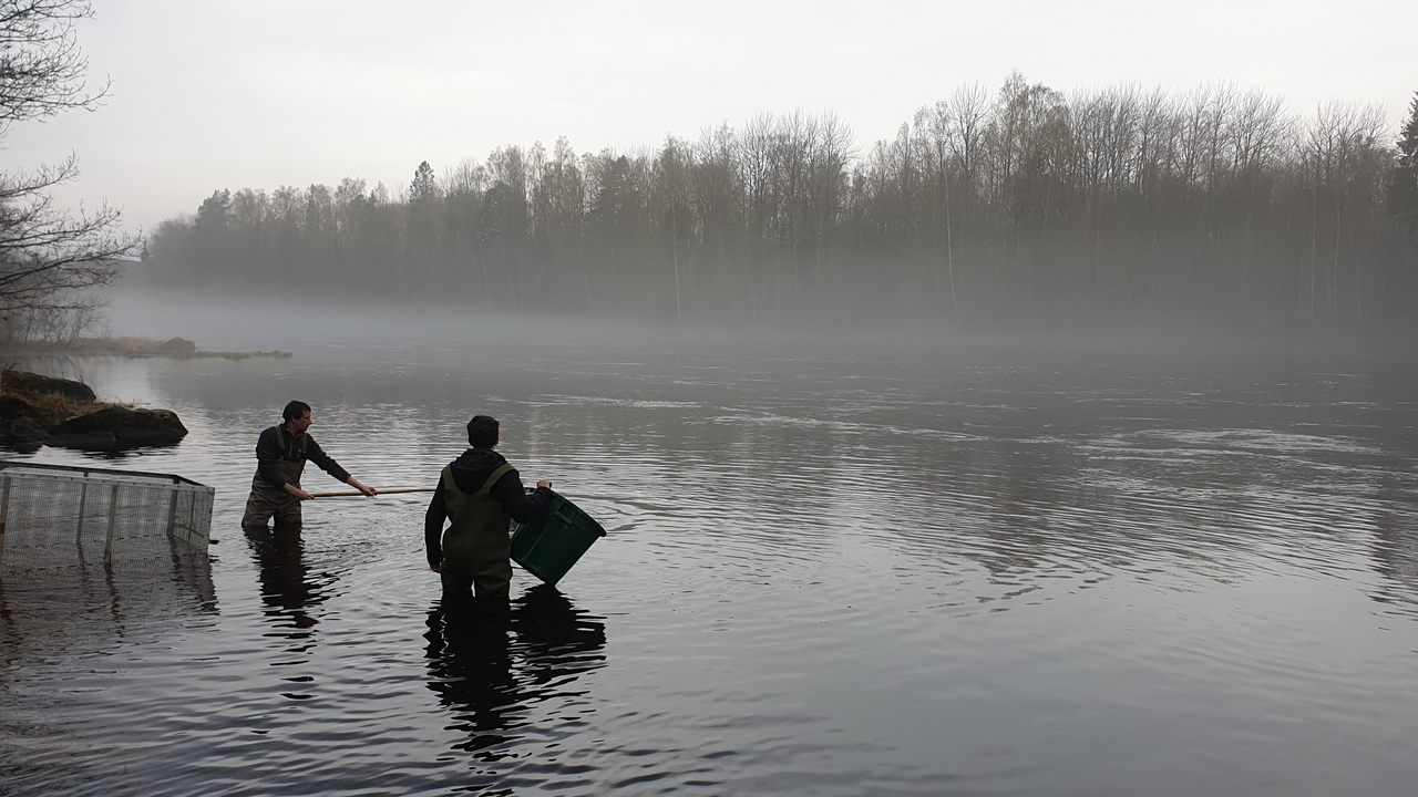Två forskare står i Dalälven