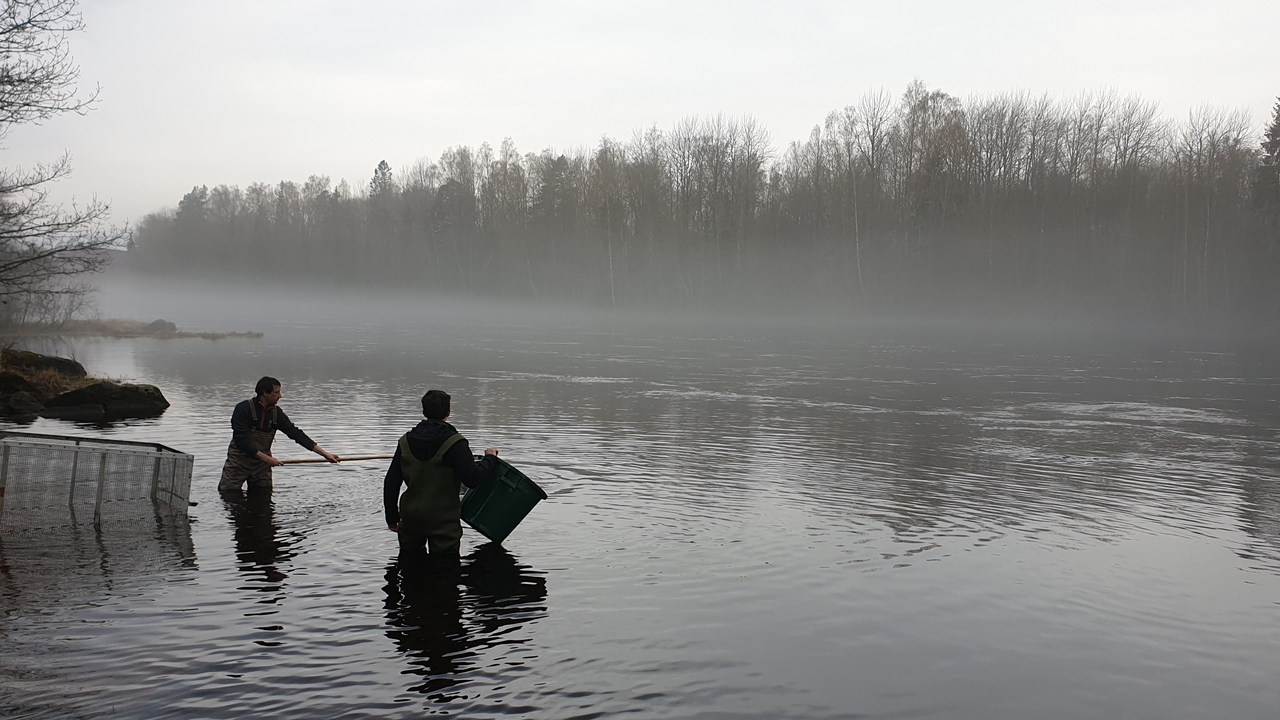 Forskare i vattnet i Dalälven