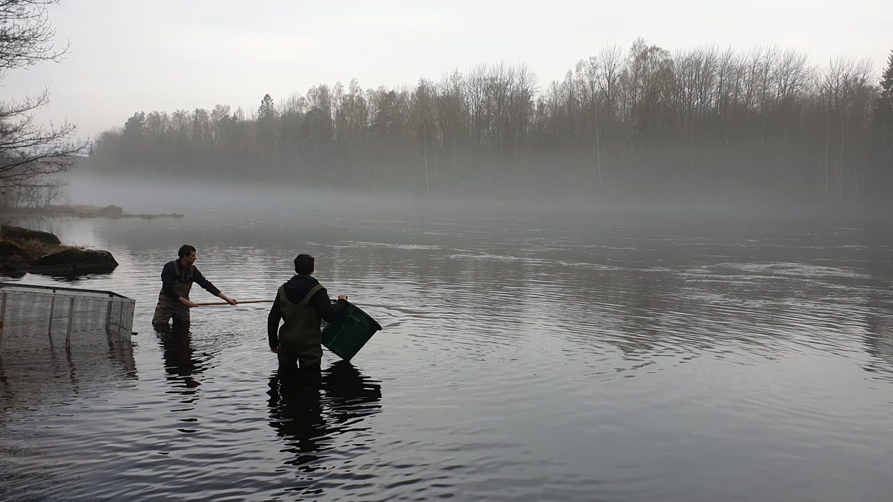 Researchers in the Dal River