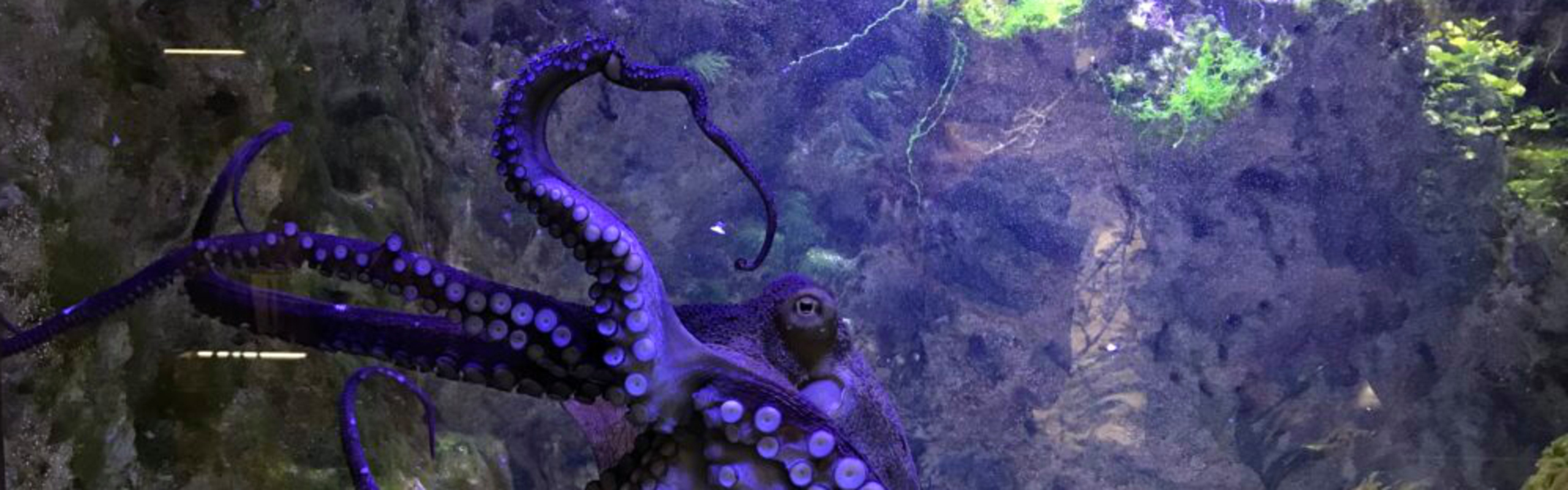 En lila bläckfisk i ett akvarium