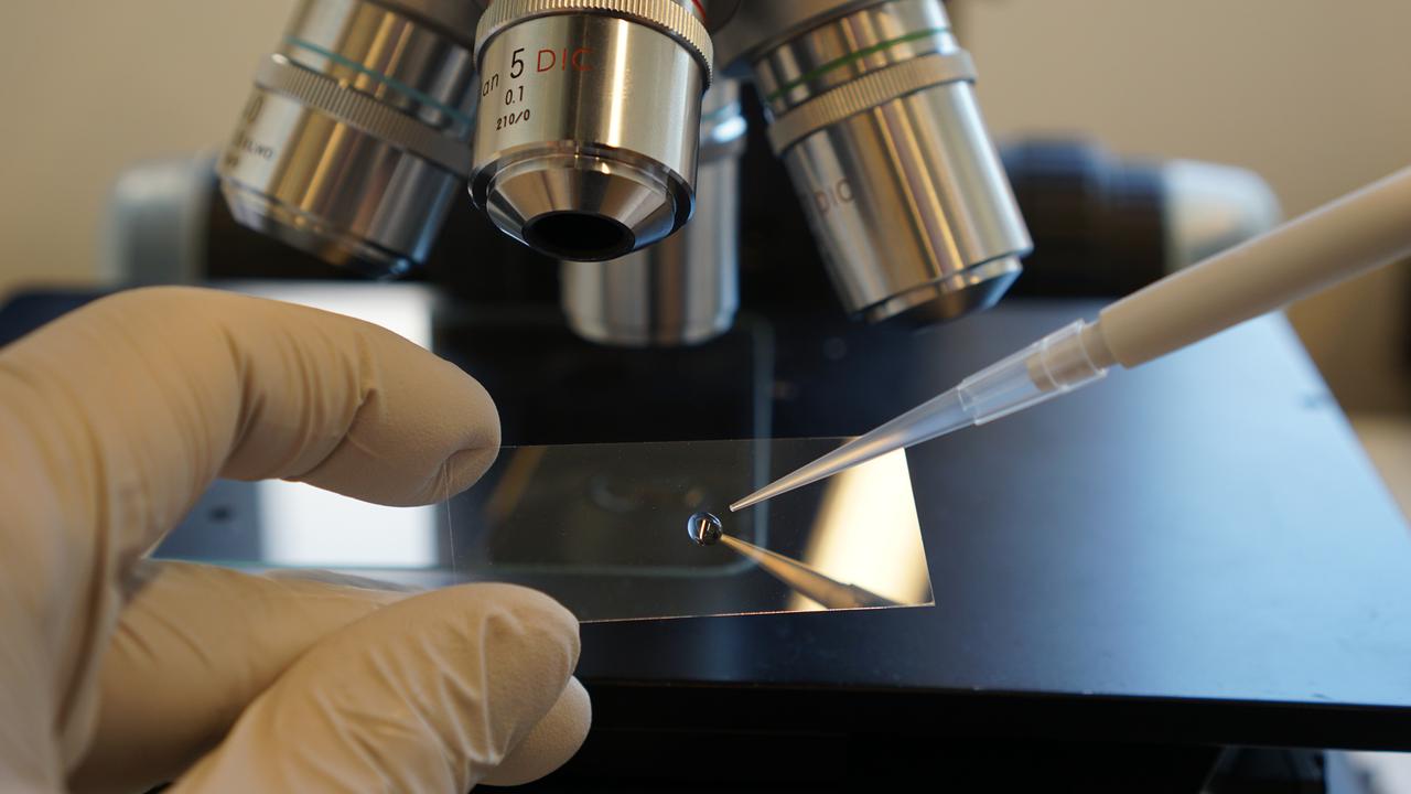En person i vita handskar tittar på ett mikroskop.