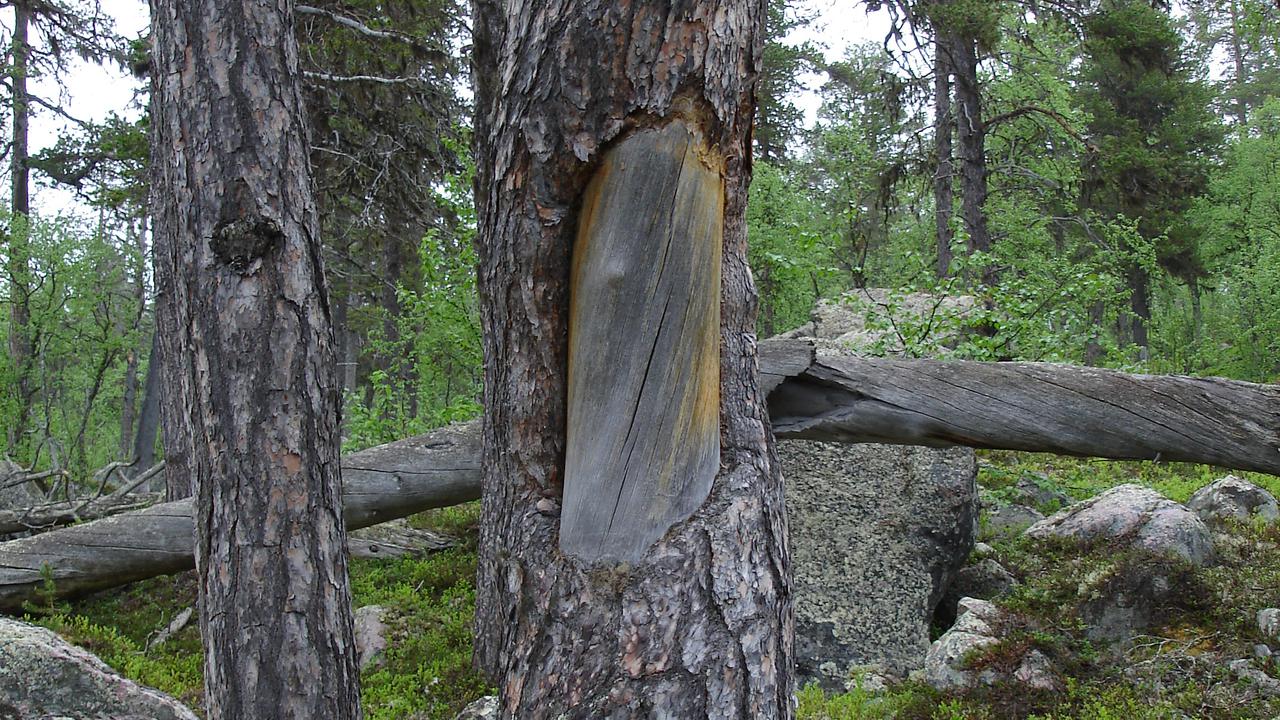 Bild på tall med samisk barktäkt i Leipipirområdet