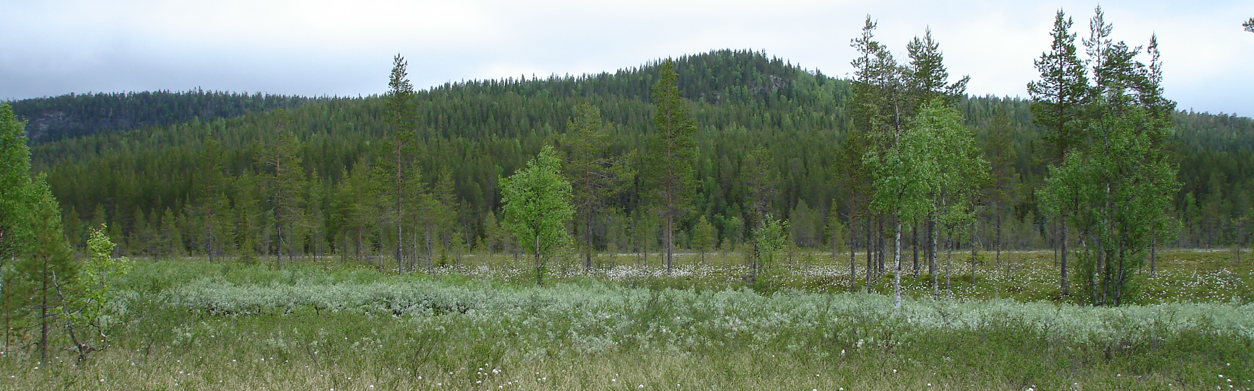 Ett gräsbevuxet fält med träd i bakgrunden.