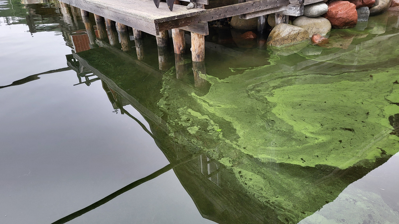 Grönfärgat vatten mellan sjöbodar.