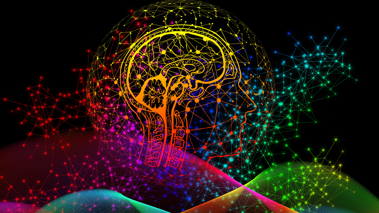 Tvärsnitt av huvud och hjärna i profil.