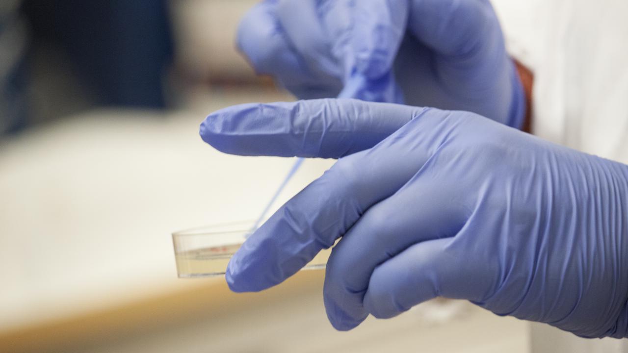 Renstrykning av bakteriekultur på agarplatta