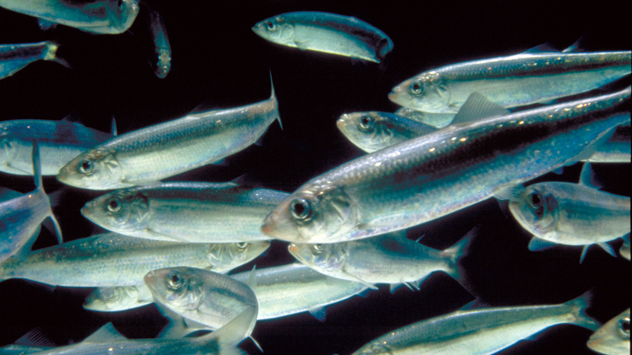 ett fiskstim med mörk bakgrund