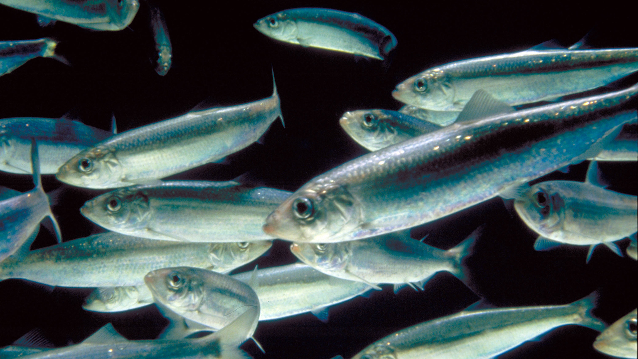 a school of herring