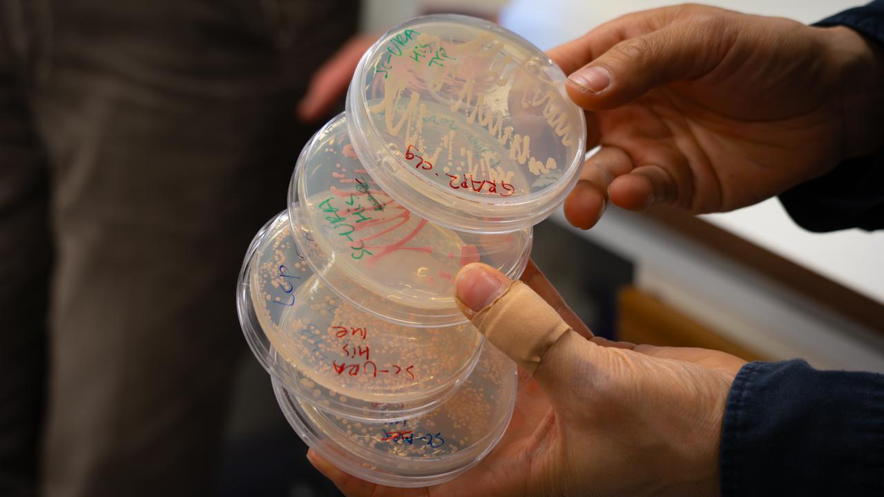 Närbild på fyra petriskålar med jästceller, noggrant uppmärkta.