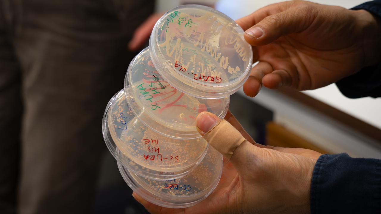 Närbild på fyra petriskålar med jästceller, noggrant uppmärkta.