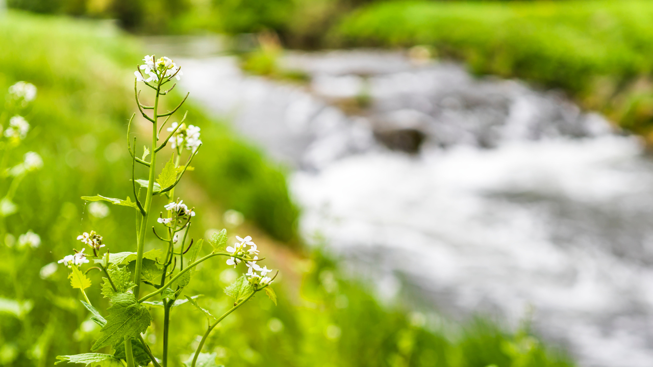 Blomma vid vattendrag