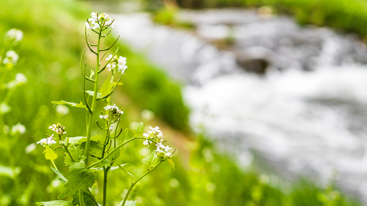 Blomma vid vattendrag