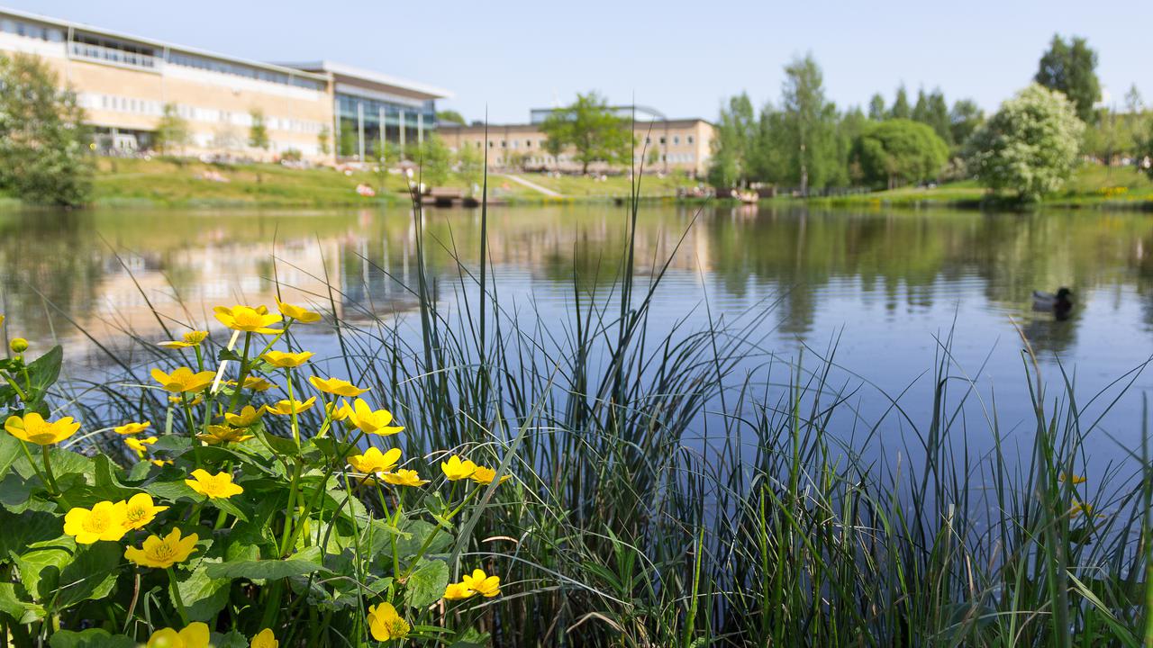 En damm med gula blommor i förgrunden och en byggnad i bakgrunden