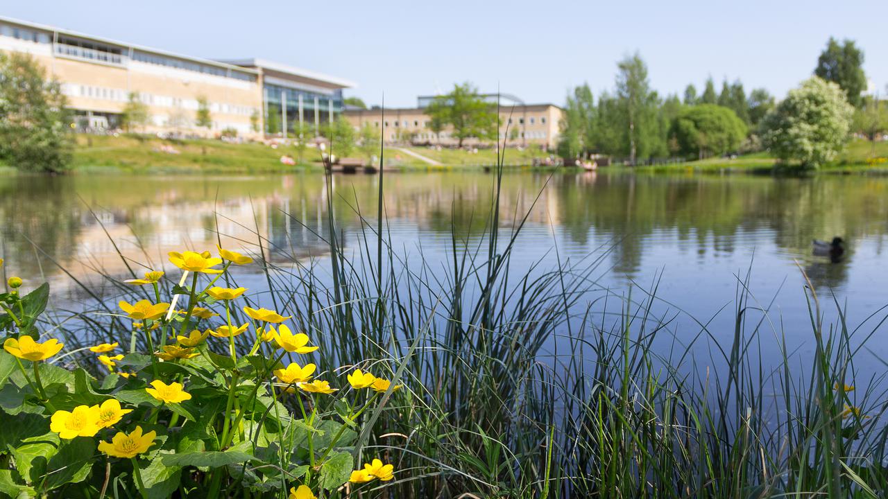 En damm med gula blommor i förgrunden och en byggnad i bakgrunden