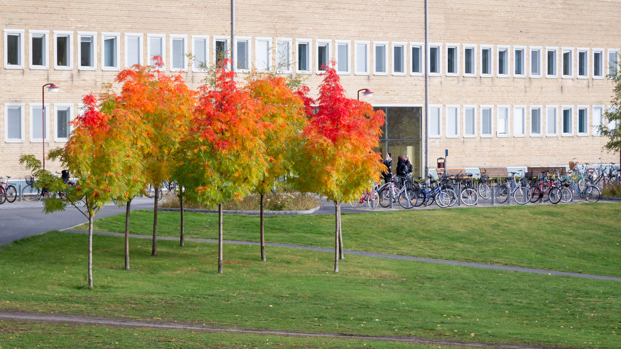 Höstfärger på campus.