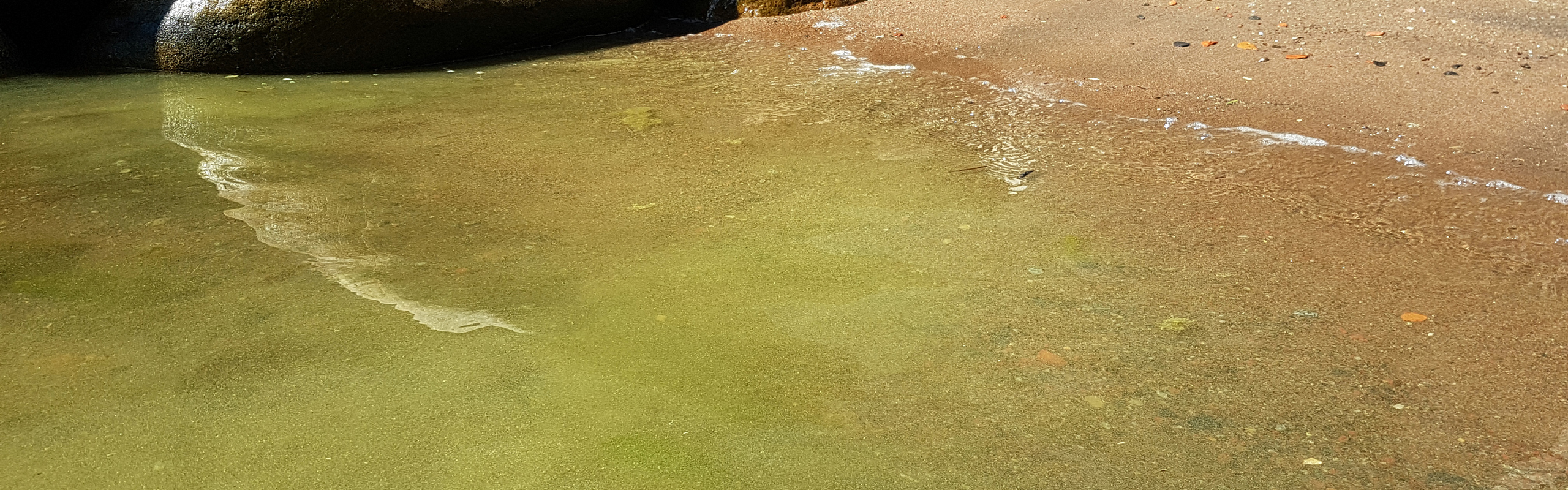 Blomning av cyanobakterier