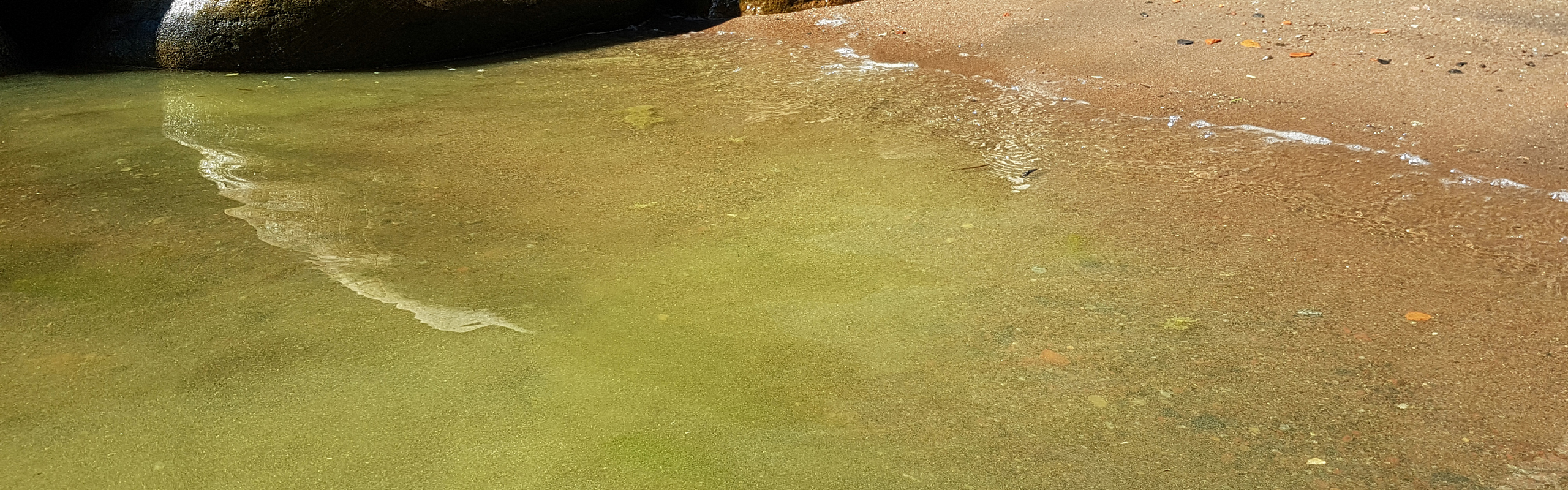 Blomning av cyanobakterier