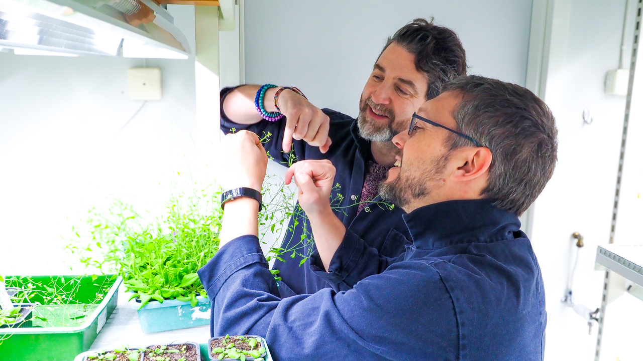 The researchers are standing in a narrow white room, with high shelfs of small, green plants in containers. They are holding the flower of on of the plants and studying it closely.