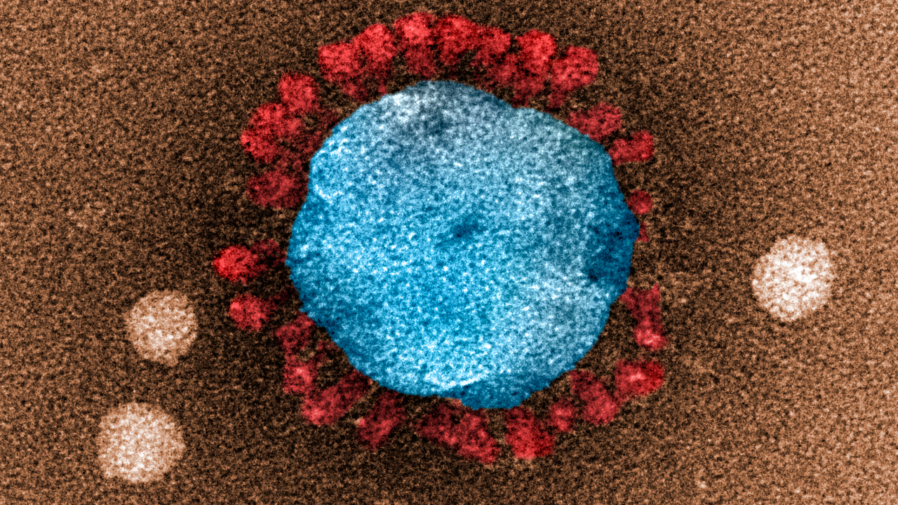 Bild på corona-virus tagna i mikroskop.