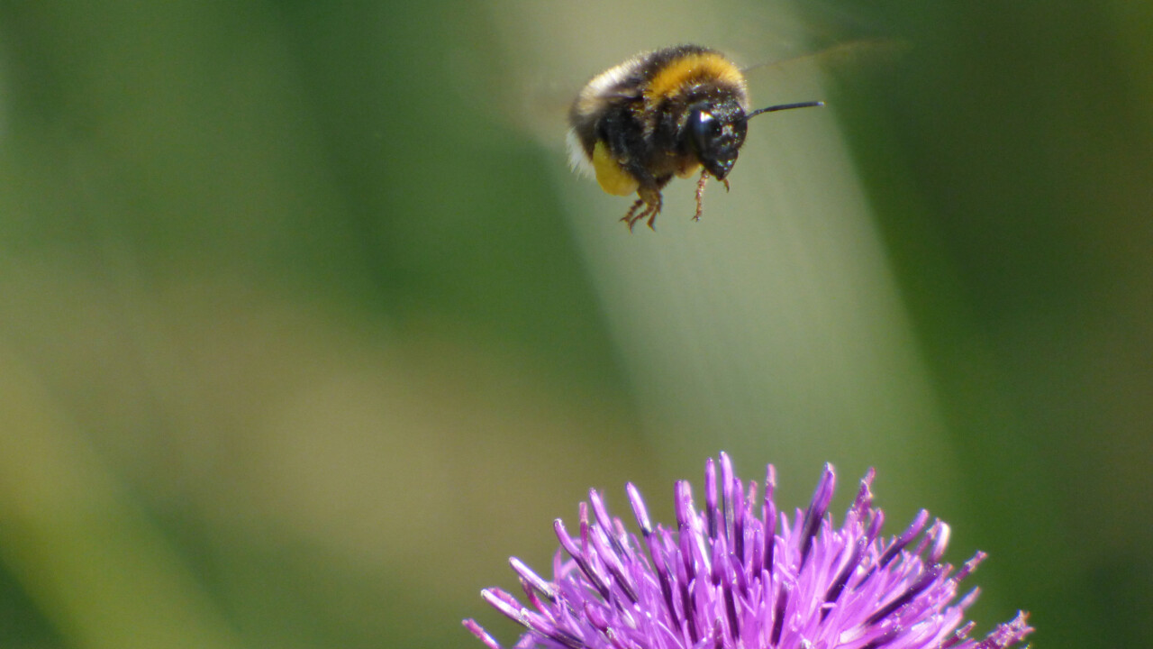 Humla som hovrar ovanför blomma.