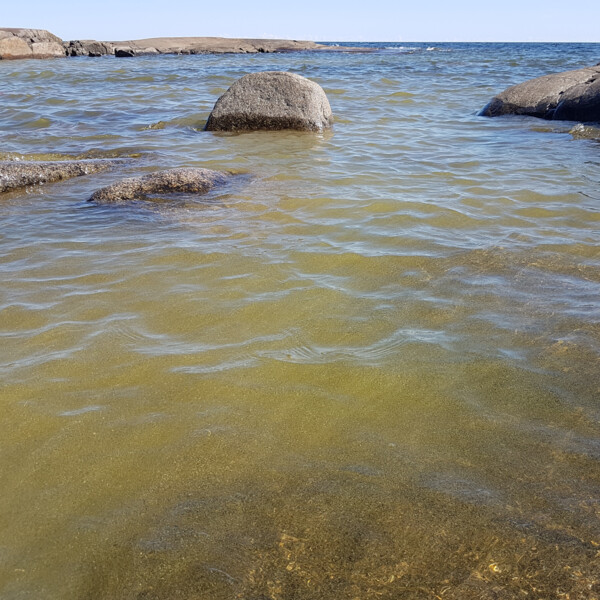 Blomning av cyanobakterier