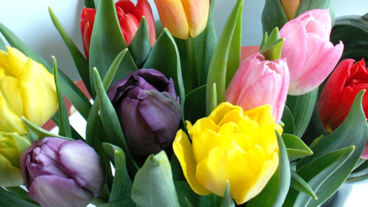 Tulpaner i en bukett.