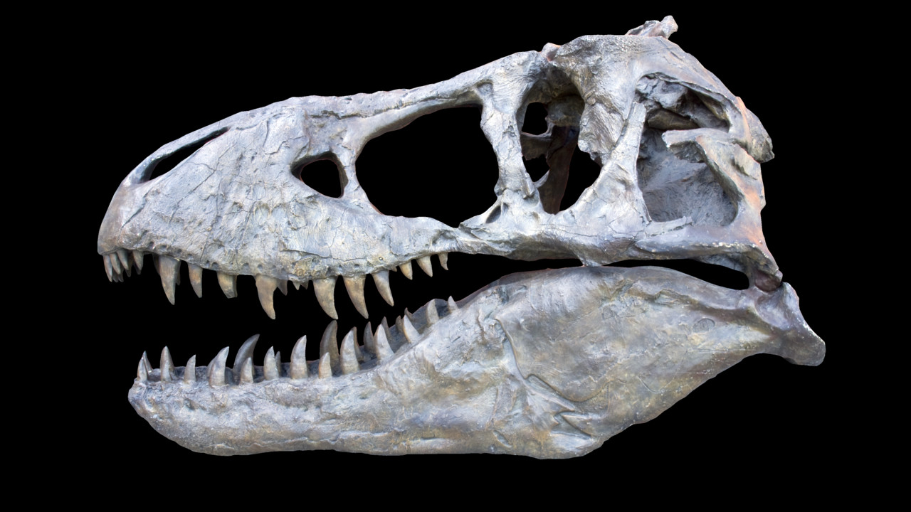 Fossil skalle av en Tyrrantrranosaurus REX