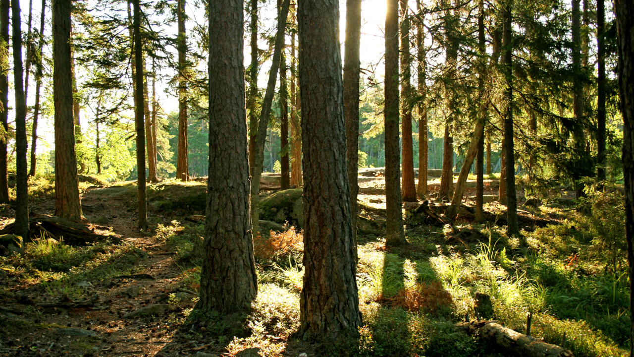 Wallenberg Wood Science Center