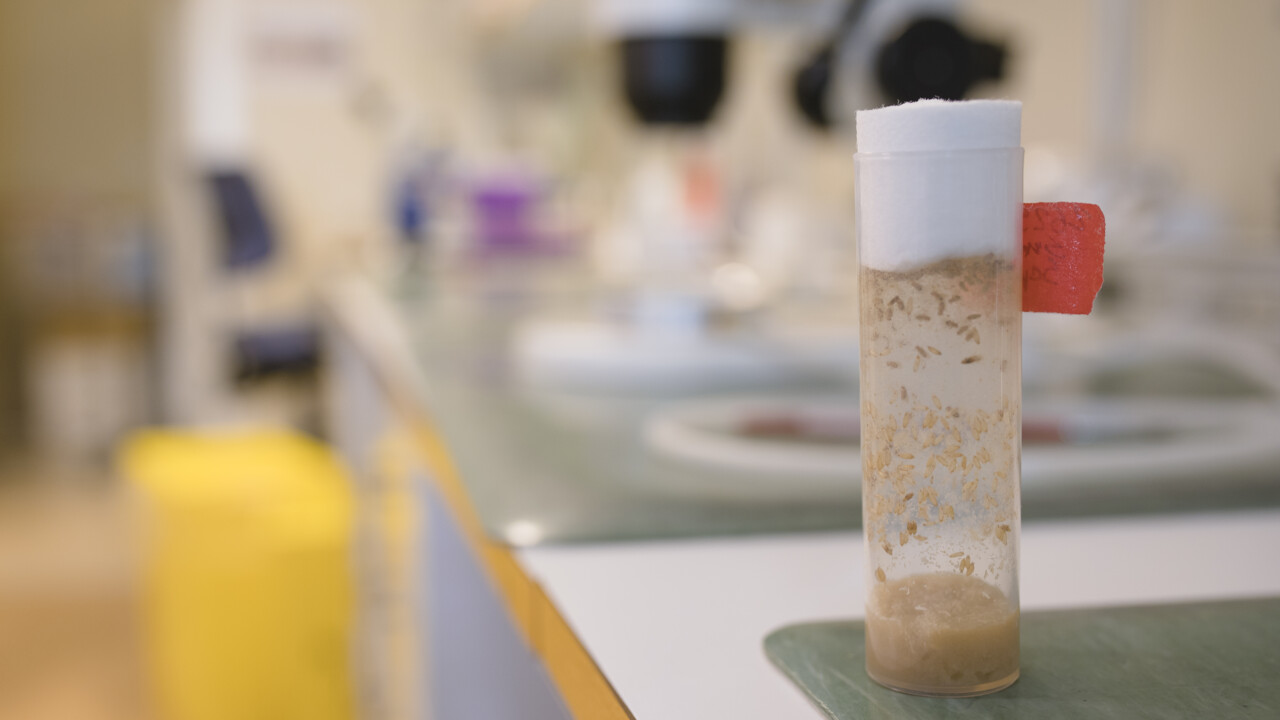 Film: Filmklipp om bananflugor