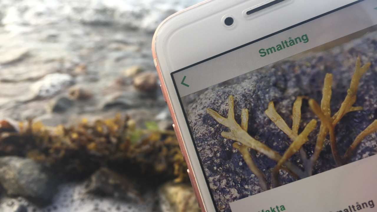Appen Livet i havet på mobil