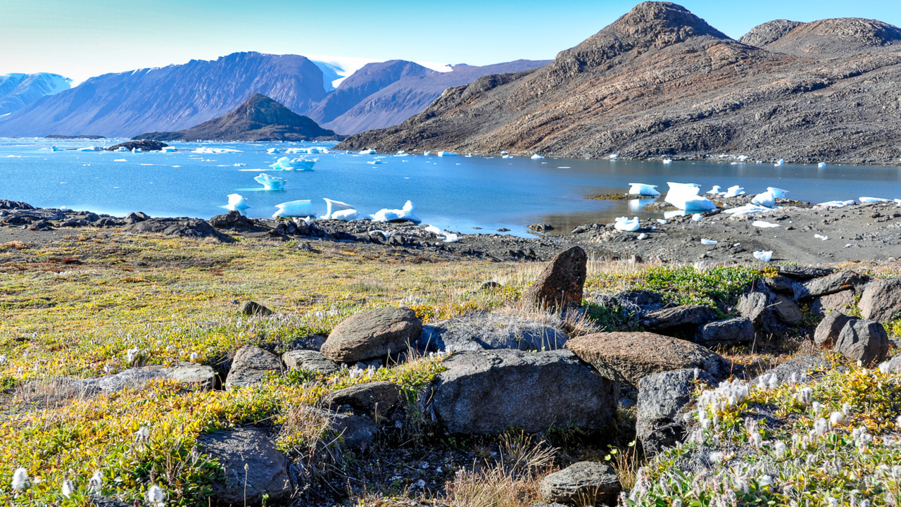 Bild på växter i Arktiskt landskap