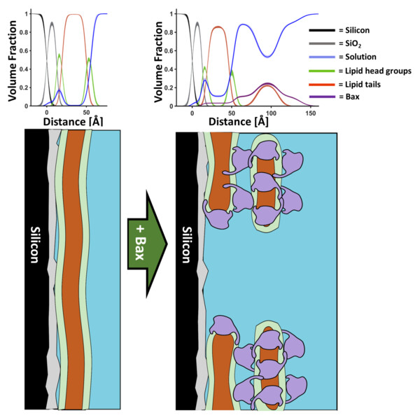 Bild på schematisk modell av proteinet Bax