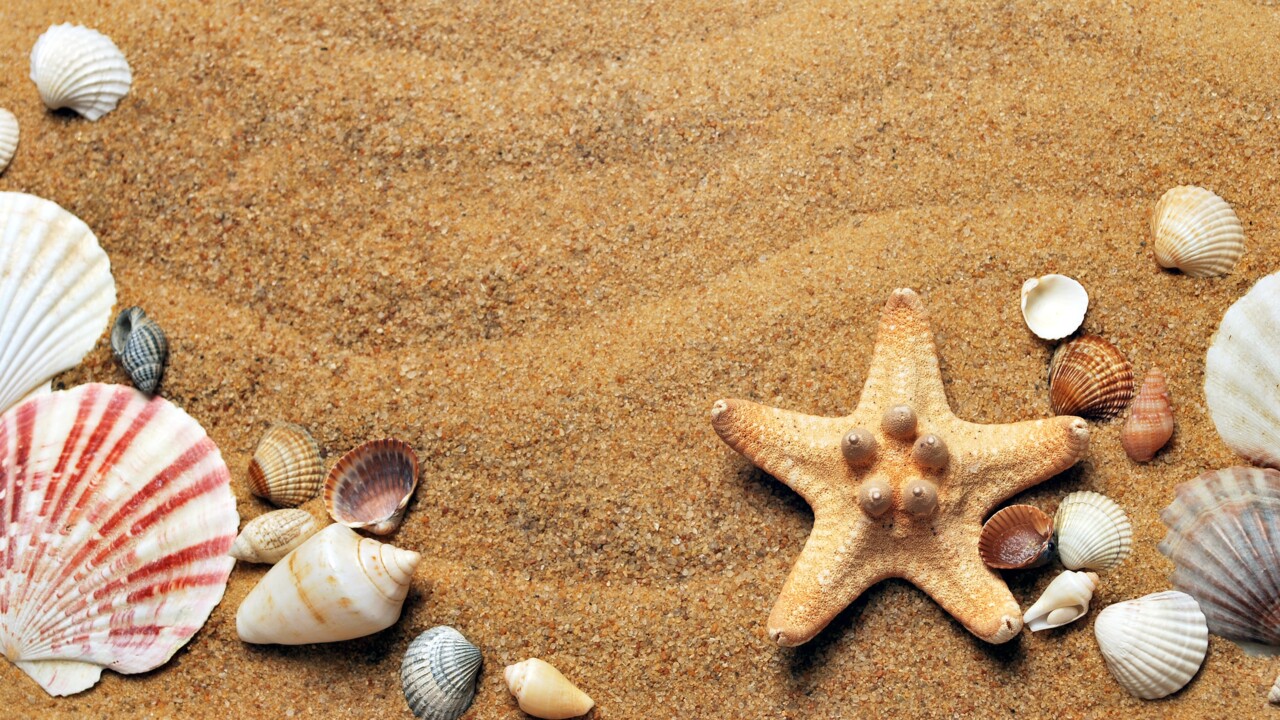 Snäckor på strand.