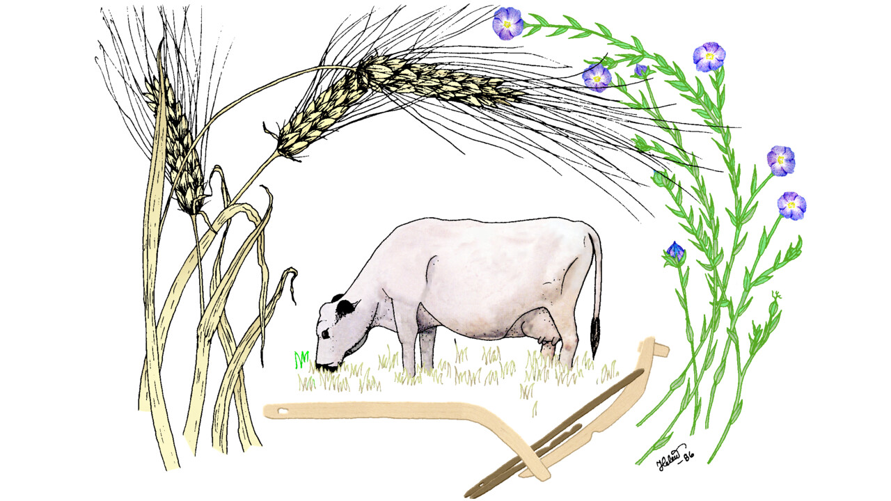 Illustration av en betande ko omgiven av blommor och sädesax