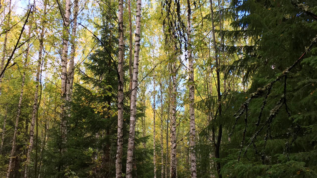 Blandskog med gran och björk