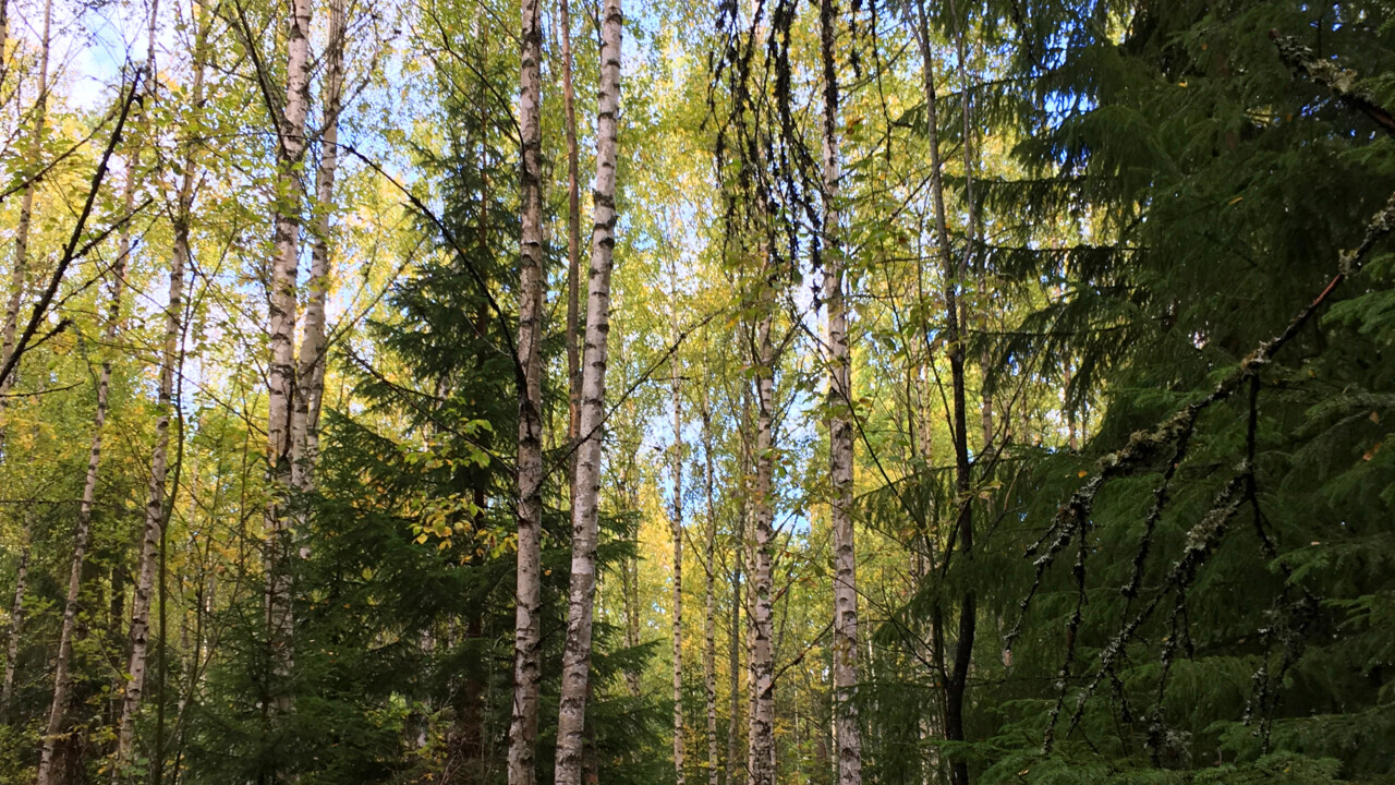 Blandskog med gran och björk