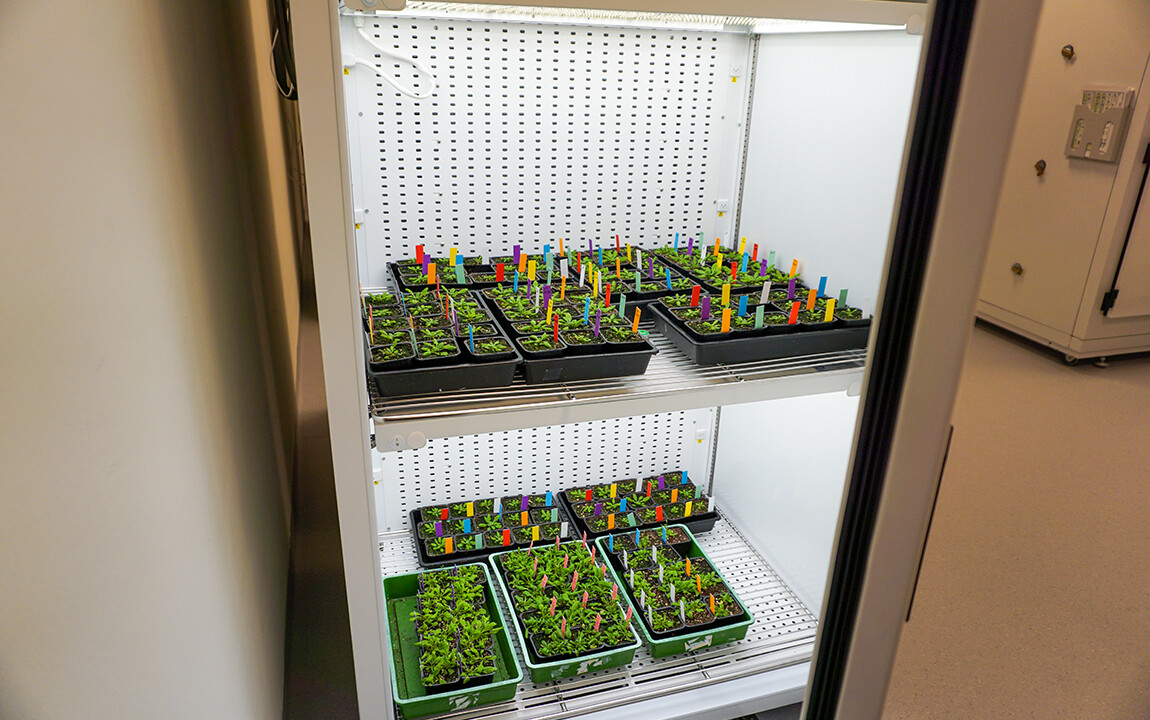 Gröna växter på tvår hyllor i ett belyst skåp