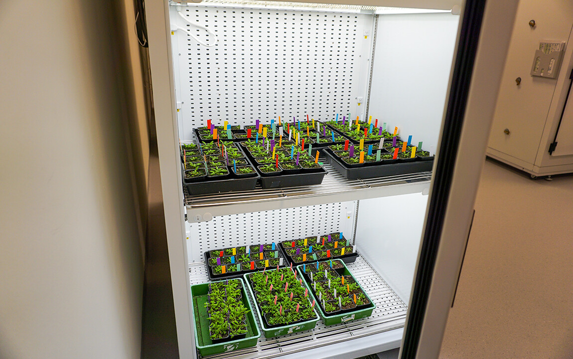 Gröna växter på tvår hyllor i ett belyst skåp