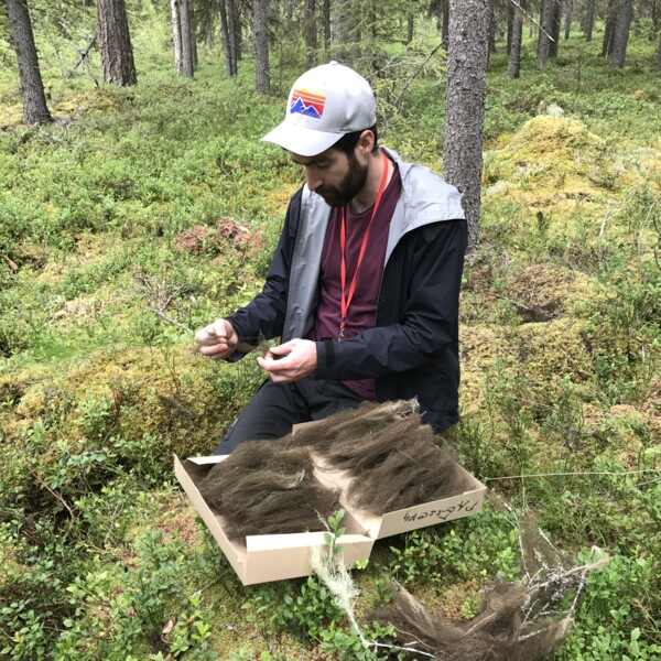 Fältarbete med hänglavar i Vindeln