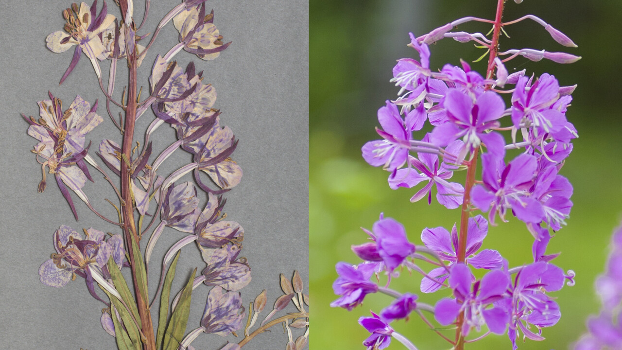 Gammal och ny rallarros