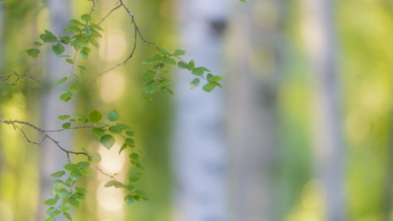 Björklöv med björkskog i bakgrunden.