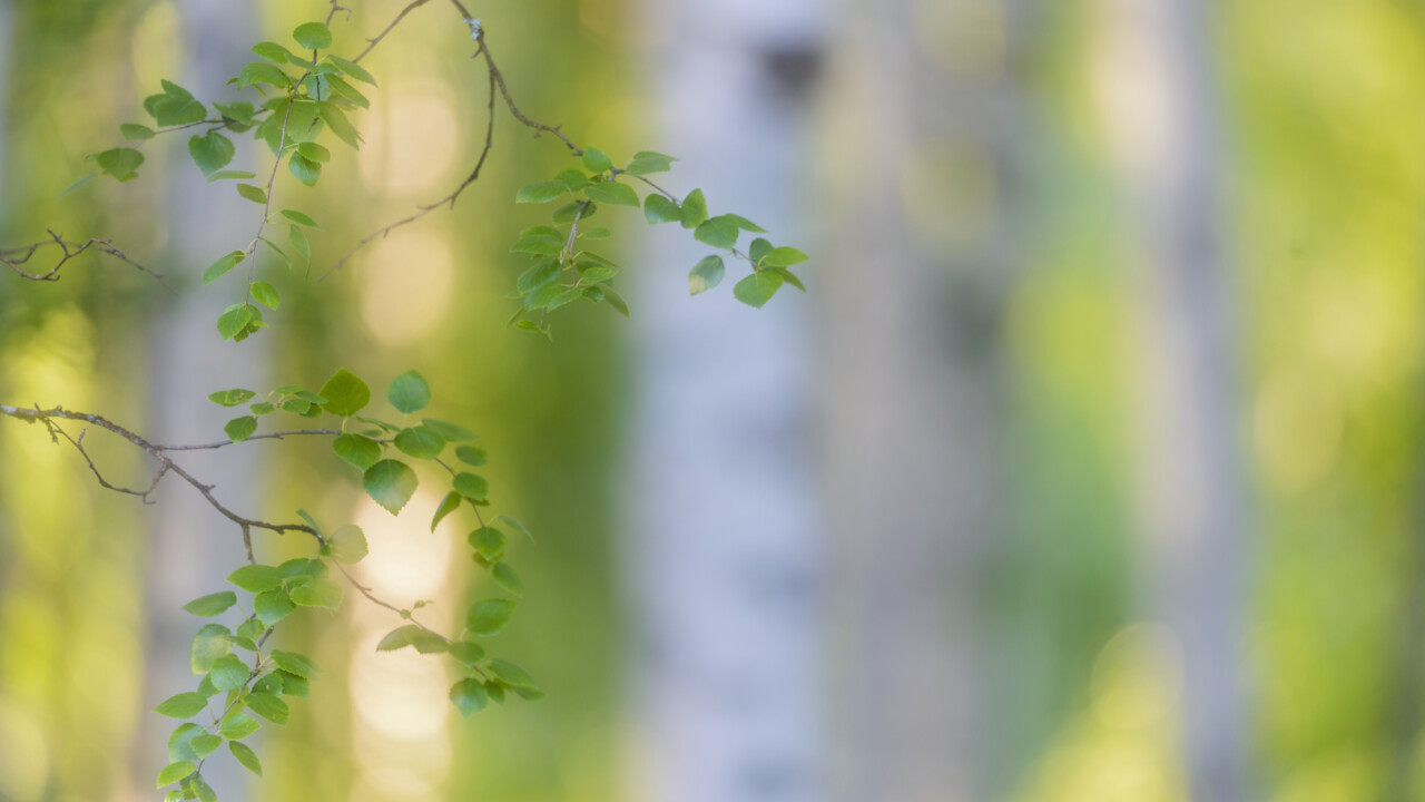 Birch leaves with birch forest in the background.