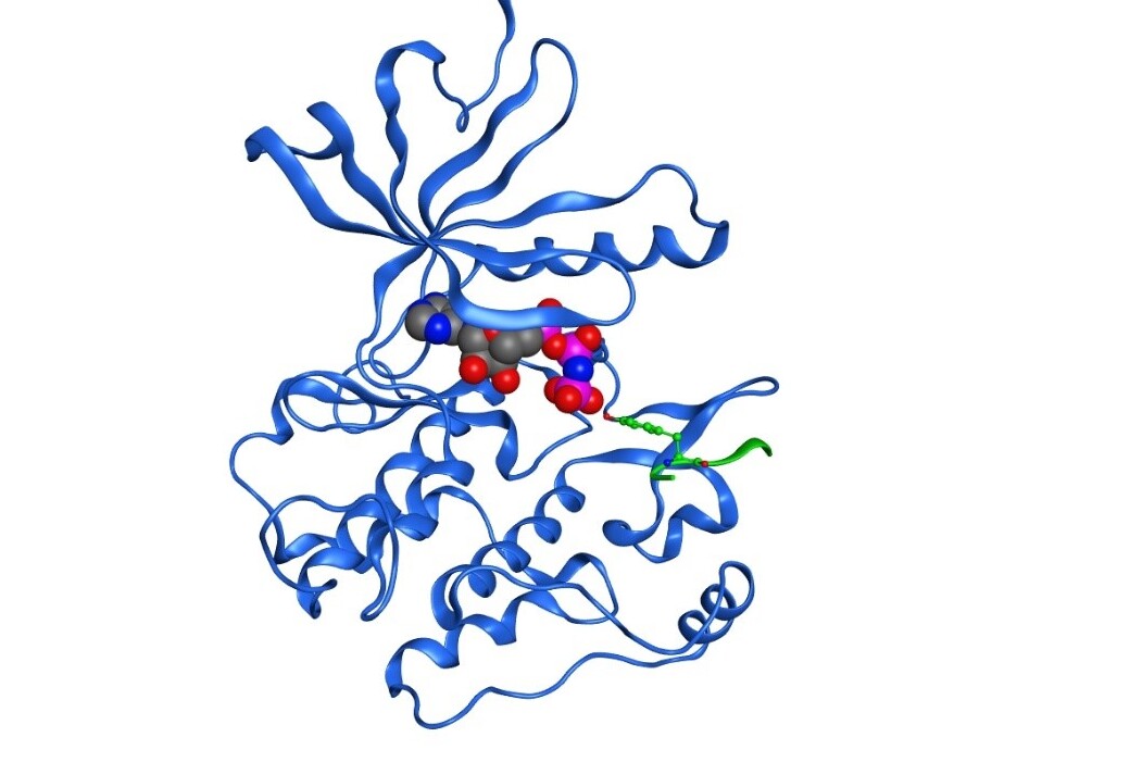insulinreceptors kinasdomän