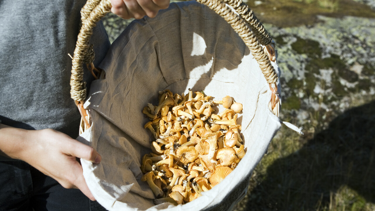 Bild på kantarellkorg
