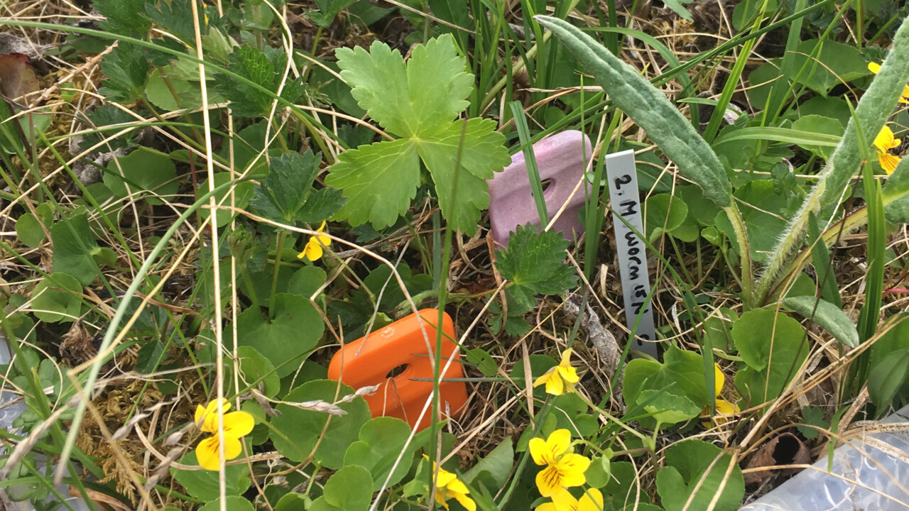 hed-tundravegetation