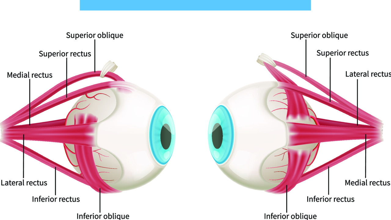 Schematisk bild av öga med muskler